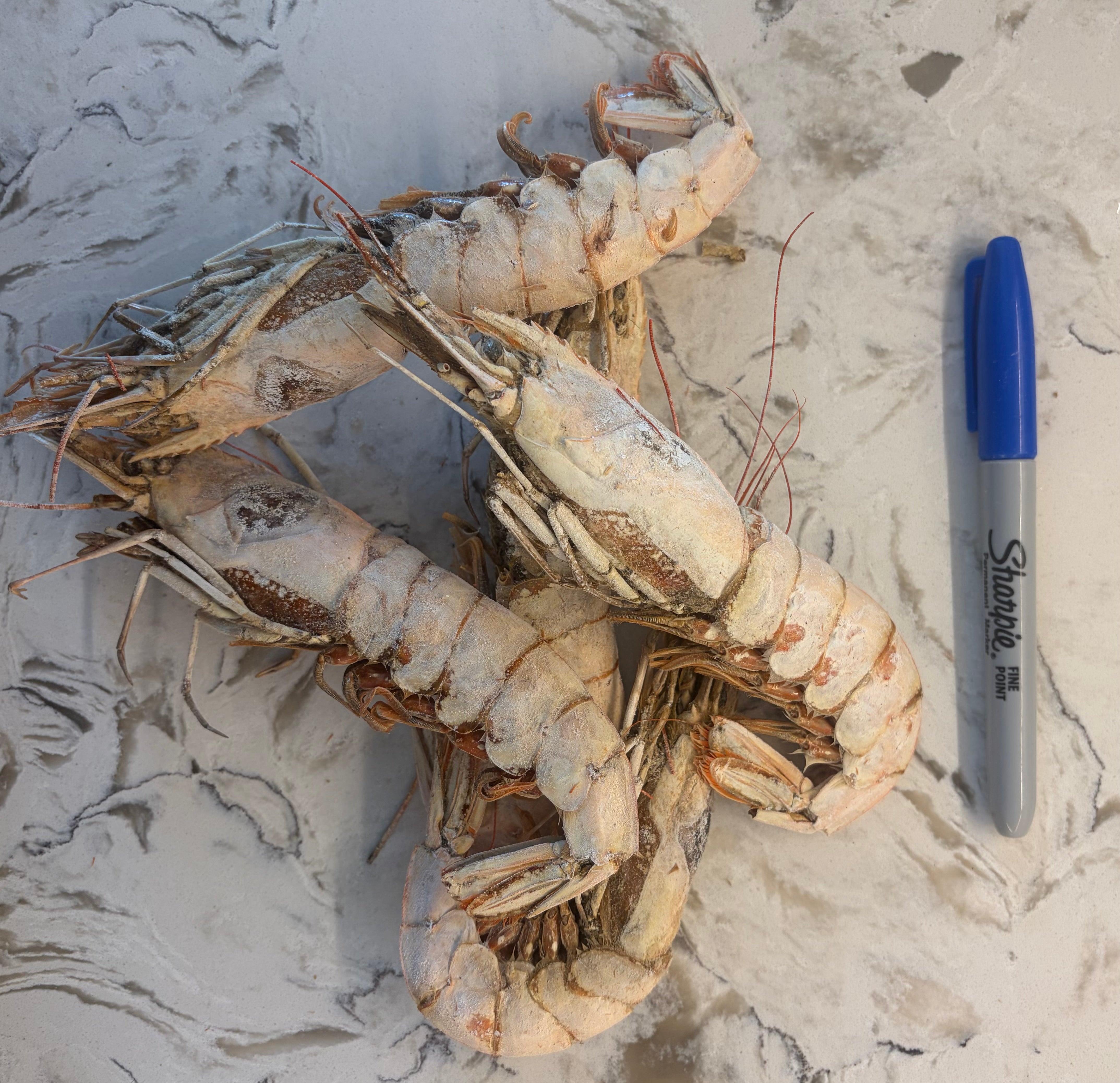 Freeze Dried XL Whole Shrimp