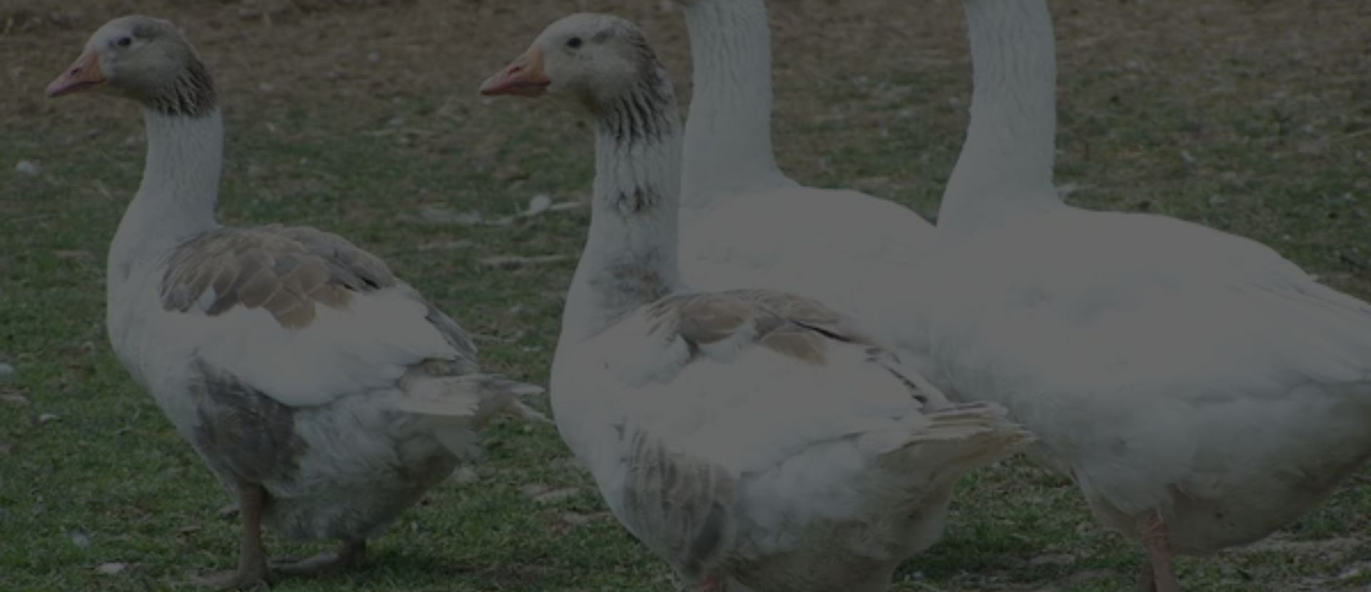 Desktop Slider Image