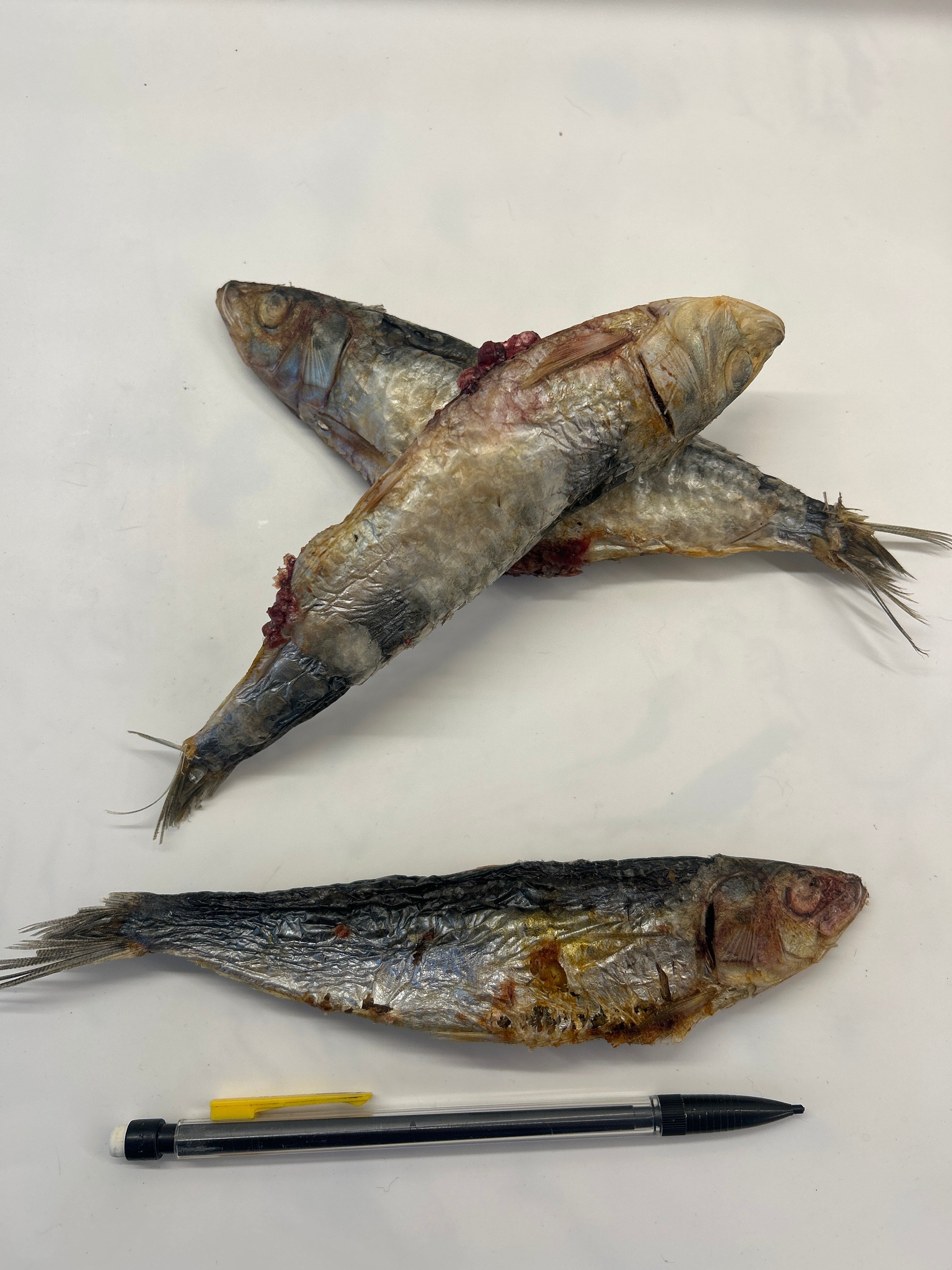 Freeze dried whole sardines (3)