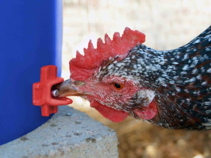 Bird Drink Water Nipples (pack of 5)