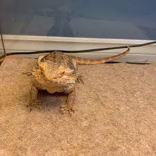 Hemp - Cage liners 10" x 20" (7 Pack)